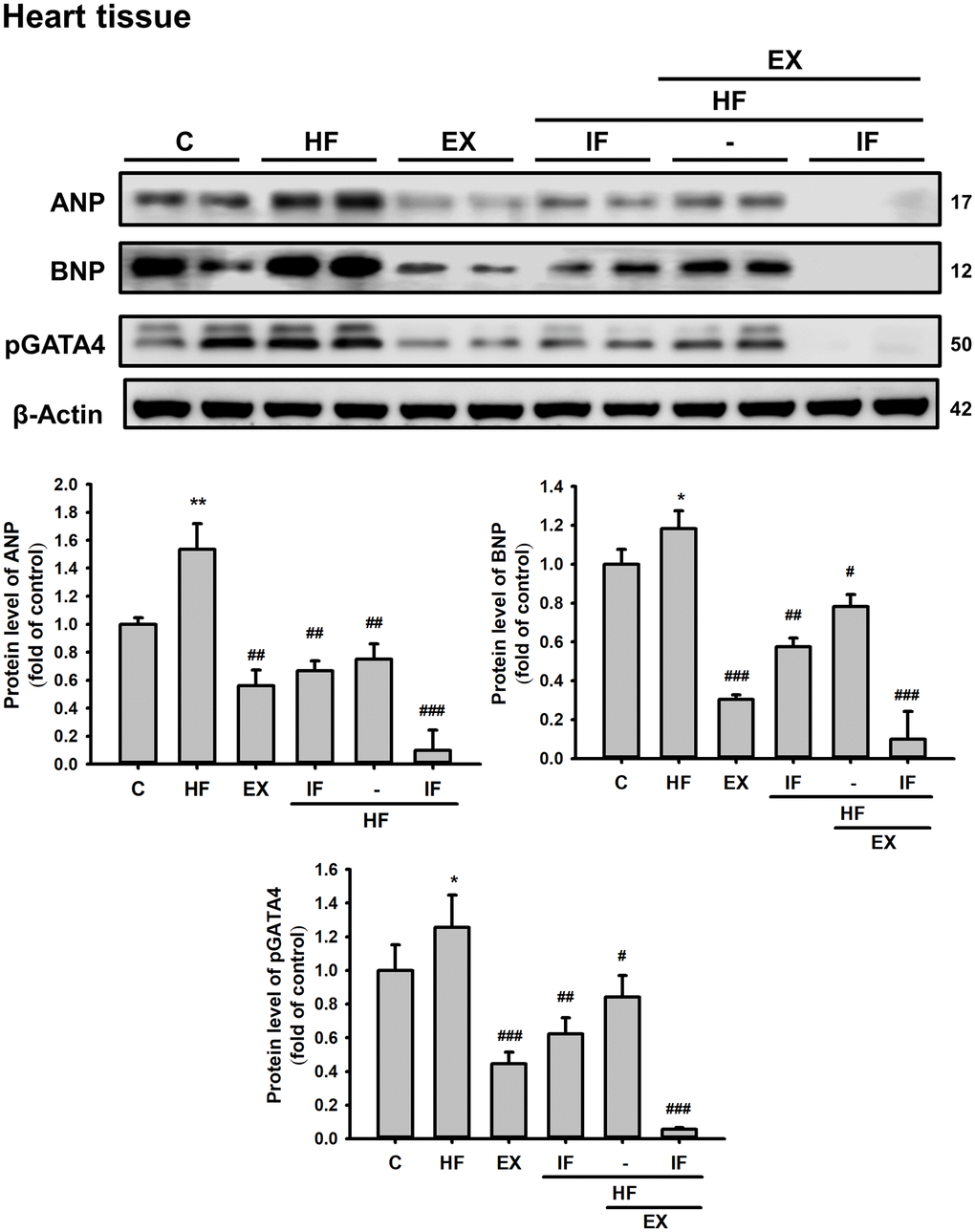 Combined administration of IF peptide and exercise show better regulation of HFD induced cardiac hypertrophic markers in SAMP8 aging model. The levels of survival and apoptosis protein such as ANP, BNP, and pGATA4 in aging mice heart show. All protein samples from each rat group were analyzed by Western blotting (n = 6). The protein expression folds were normalized with β-actin. C: Control; HF: High-fat diet; EX: Exercise; HF+IF: High-fat diet+IF; HF+EX: High-fat diet+ Exercise; HF+EX+IF: High-fat diet+ Exercise+ IF. Bars indicate the mean ± SEM obtained from experiments performed in triplicate. *P**P#P##P###P