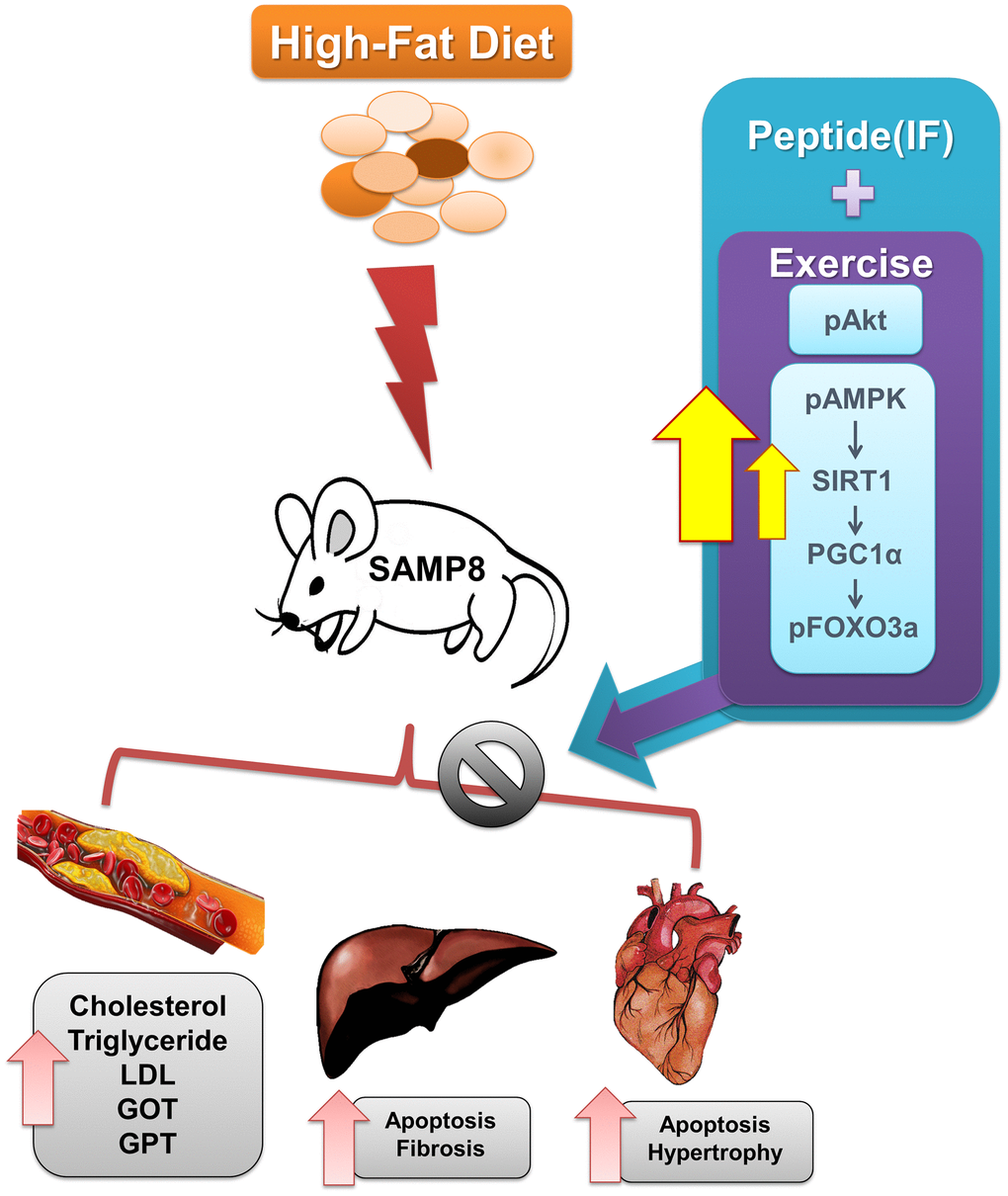 Graphical representation of the mechanism by which IF and exercise fortify cardiac and hepatic protection against HFD induced damages in aging condition.