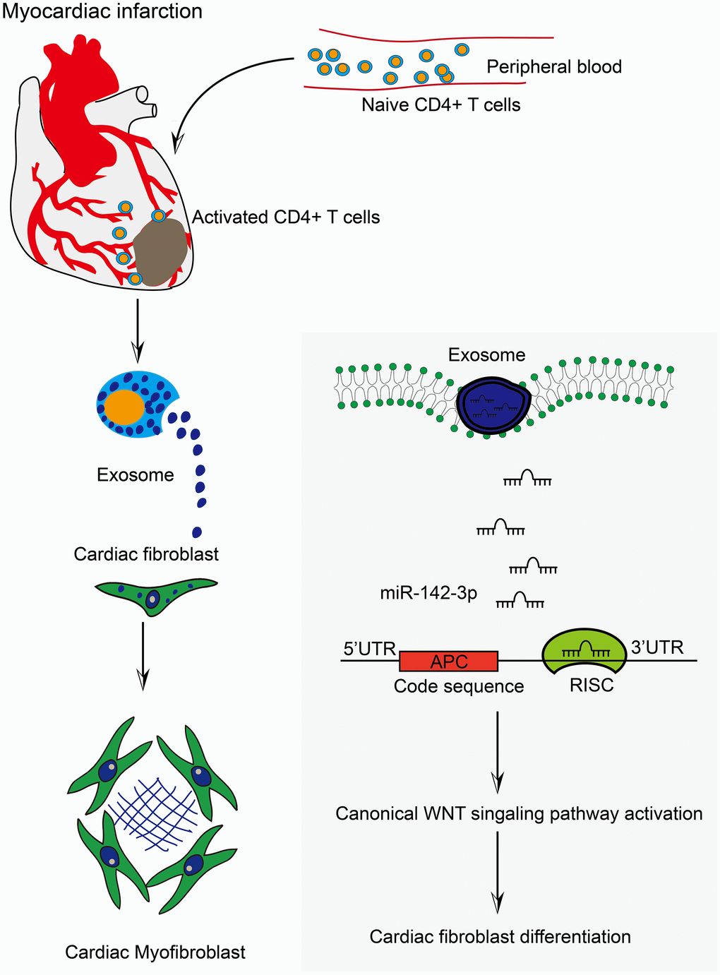 activated-cd4-t-cells-derived-exosomal-mir-142-3p-boosts-post-ischemic