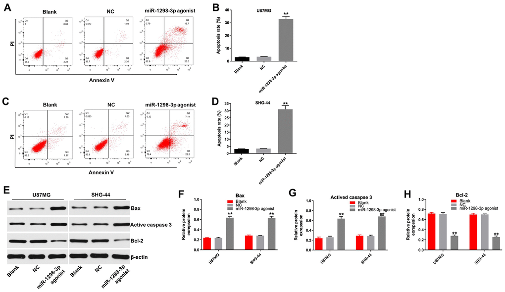 Overexpression of miR-1298-3p induces apoptosis of glioma cells. Apoptosis analyzed by Annexin V and PI double staining in (A, B) U87MG and (C, D) SHG44 cells transfected with miR-1298-3p agonist for 72 h. (E) Western analysis of Bax, active caspase 3, and Bcl-2 levels in U87MG and SHG44 cells. (F–H) The relative expression of Bax, active caspase 3, and Bcl-2 in U87MG and SHG44 cells, normalized to β-actin; **P 