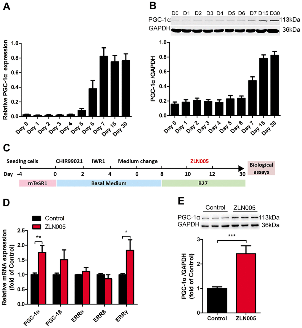The expression of PGC-1α was upregulated during cardiomyocyte differentiation; ZLN005 increased PGC-1α mRNA and protein level in hESC-CMs. (A) The relative mRNA and (B) protein expression of PGC-α during cardiomyocyte differentiation (mRNA, n=7; protein, n=5). (C) Schematic representation of the experimental schedule including hESC culture, cardiomyocyte differentiation, culture and treatment. (D) Effect of ZLN005 on mRNA levels (n=6). (E) Effect of ZLN005 on PGC-α protein expression (n=12).