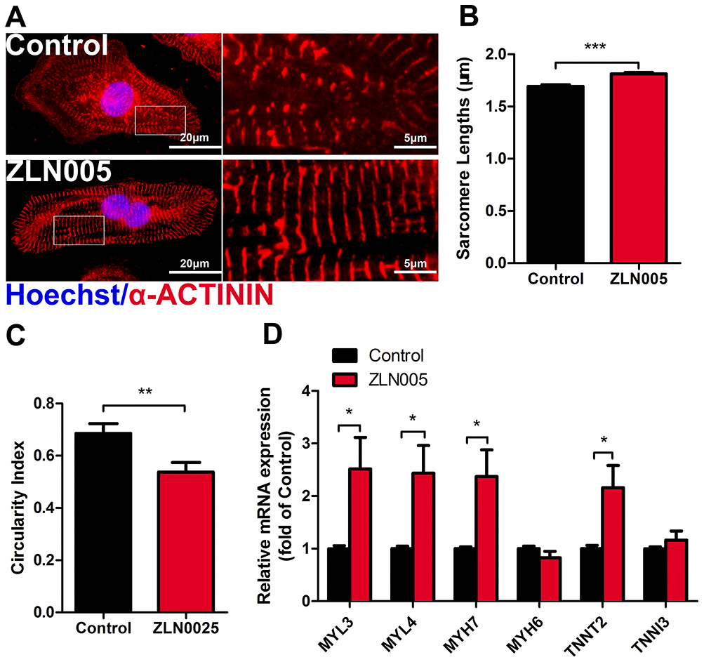 ZLN005 improved cardiac structural maturation. (A) Representative immunostaining of α-ACTININ (red) and Hoechst 33342 (blue) in control- or ZLN005-treated hESC-CMs. Scale bar, 20μm and 5μm. (B and C) ZLN005-treated hESC-CMs showed significant increase in sarcomere length and a decrease in circularity index compared to control. n=20-60 cells per condition. (D) qRT-PCR analysis of cardiac structural maturation markers in control and ZLN005-treated hESC-CMs (n=6).