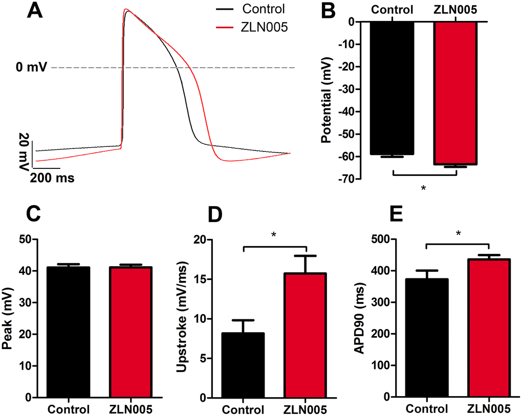 ZLN005-treated hESC-CMs exhibited more negative resting membrane potential compared with control. (A) Representative spontaneous action potential traces from control (red trace) and ZLN005-treated (black trace) hESC-CMs. (B–E) Action potential properties of control and ZLN005-treated hESC-CMs: the resting membrane potentials (B), peak amplitude (C), velocity of upstroke (D), action potential durations at 90% repolarization (APD90) (E) n=24-54 cells for each group.