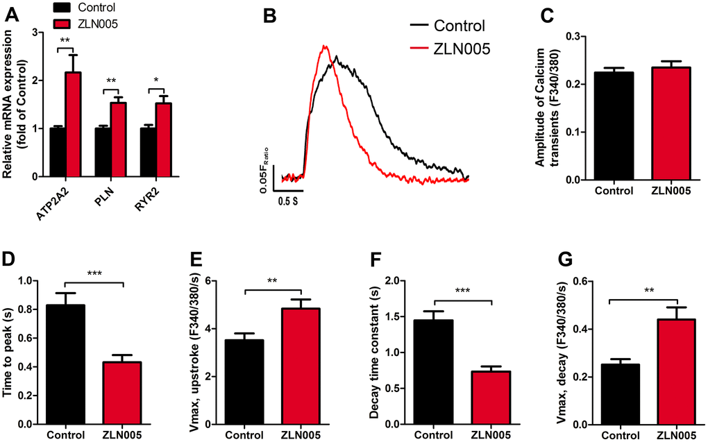 ZLN005-treated hESC-CMs displayed an increase in calcium signaling and kinetics compared with control. (A) qRT-PCR analysis of cardiac calcium handling markers in control and ZLN005-treated hESC-CMs (n=6). (B) Representative intracellular Ca2+ transients from control (red trace) and ZLN005-treated (black trace) hESC-CMs. Calcium transients were evaluated by loading the hESC-CMs with fura-2 AM. (C–G) Ca2+ transients properties of control and ZLN005-treated ESC-CMs: The amplitude of Ca2+ transient (C) time to peak (D) maximal velocity of upstroke (E) decay time (F) maximal velocity of decay (G). n=15-20 cells for each group.
