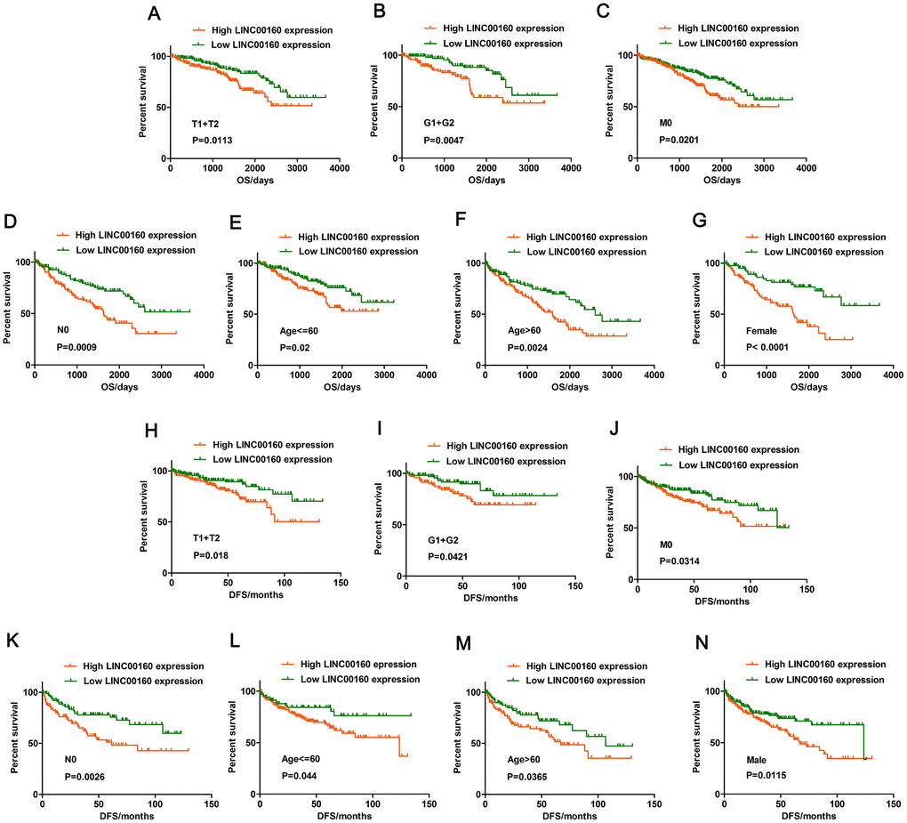 Prognostic significance of LINC00160 in TCGA-KIRC datasets. (A–G) Overall survival analysis towards the expression of LINC00160 was performed in subgroups of patients with ccRCC: (A) T1+T2 stage, (B) G1+G2 stage, (C) M0 stage, (D) N0 stage, (E) Age F) Age >60, (G) Female; (H–N) Disease-free survival analysis towards the expression of LINC00160 was performed in subgroups of patients with ccRCC: (H) T1+T2 stage, (I) G1+G2 stage, (J) M0 stage, (K) N0 stage, (L) Age M) Age >60, (N) Female. TCGA-KIRC, The Cancer Genome Atlas Kidney renal clear cell carcinoma; ccRCC, clear cell renal cell carcinoma; OS, overall survival; DFS, disease-free survival; *P P P P 