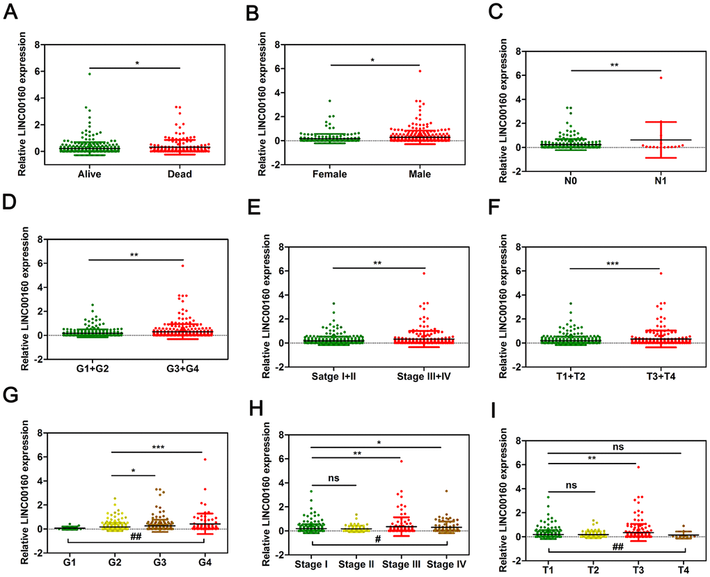 LINC00160 expression was closely associated with various clinicopathological parameters in TCGA-KIRC microarray datasets. The mRNA levels of LINC00160 were compared in different clinicopathological characteristics: (A) Dead versus Alive, (B) Female versus Male, (C) N stage, (D, G) Fuhrman grade, (E, H) stage, (F, I) T. TCGA-KIRC, The Cancer Genome Atlas Kidney renal clear cell carcinoma. *P P P P P P t test.