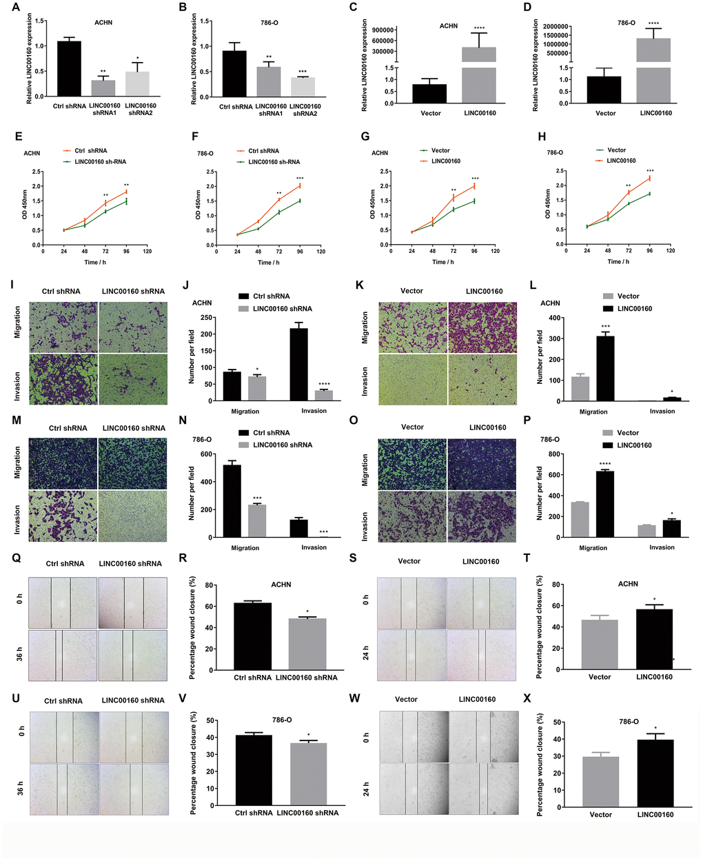 LINC00160 promotes proliferation, migration and invasion of RCC. (A–D) LINC00160 expression was verified after transfection in ACHN and 786-O. (E–H) Proliferation assays revealed attenuated capabilities of ACHN (E) and 786-O (F) after knocking down LINC00160, and enhanced capabilities of ACHN (G) and 786-O (H) after overexpressing LINC00160. (I–L) Migration and invasion abilities of ACHN were weakened after knocking down LINC00160, and elevated after overexpressing LINC00160. (M–P) Migration and invasion abilities of 786-O were weakened after knocking down LINC00160, and elevated after overexpressing LINC00160. (Q–T) Wound healing assays revealed impaired capabilities of ACHN after knocking down LINC00160, and promoted capabilities after overexpressing LINC00160. (U–X) Wound healing assays revealed impaired capabilities of 786-O after knocking down LINC00160, and enhanced capabilities after overexpressing LINC00160. Each experiment was performed at least three times and data was represented as mean ± SEM. *P