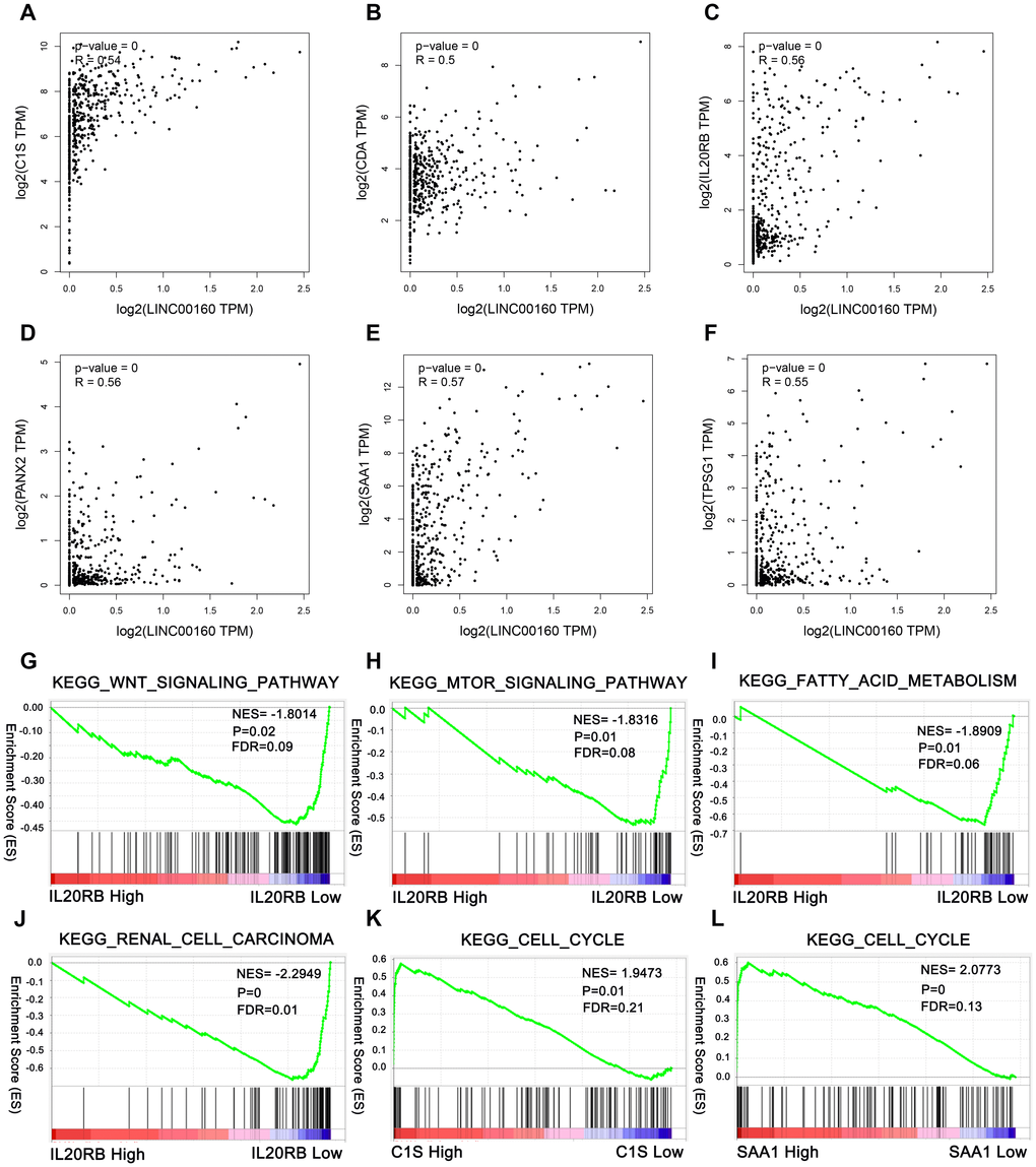 Correlation analysis between LINC00160 and protein-coding genes in TCGA-KIRC cohort and pathways involved in the pathogenesis of LINC00160 in TCGA-KIRC with GSEA. Correlation plots are shown with correlation coefficient more than 0.5. (A) C1S, (B) CDA, (C) IL20RB, (D) PANX2, (E) SAA1, (F) TPSG1. Enrichment curves are shown for activated gene sets related to (G) Wnt signaling pathway, (H) mTOR signaling pathway, (I) Fatty acid metabolism, (J) Renal cell carcinoma, (K) Cell cycle, (L) Cell cycle. TCGA-KIRC, The Cancer Genome Atlas Kidney renal clear cell carcinoma. FDR, false discovery rate. GSEA, gene set enrichment analysis.