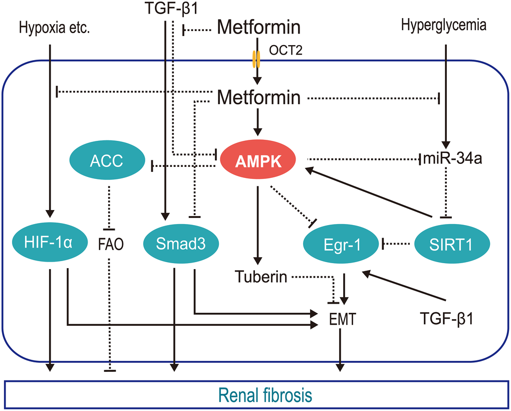 Schematic of the mechanisms by which metformin protects against renal fibrosis. Metformin inhibits hypoxia-mediated renal fibrosis by inhibiting HIF1α stabilization via blocking the mitochondrial oxidative respiratory chain, reducing renal oxygen consumption; inhibits TGFβ1 generation and receptor binding to prevent TGFβ1-mediated renal fibrosis; promotes AMPK phosphorylation of ACC to increase FAO and slow renal fibrosis; inhibits hyperglycemia-induced expression of mi-R34a, which negatively regulates AMPK both directly and by downregulating SIRT1, reducing the pro-EMT factor EGR1. (HIF1α, hypoxia inducible factor 1α; TGFβ1, transforming growth factor β1; AMPK, AMP-activated kinase protein; ACC, acetyl-CoA carboxylase; FAO, fatty acid oxidation; miR-34a, microRNA-34a; EGR1, early growth response 1; EMT, epithelial-mesenchymal transition; OCT2, organic cation transporter 2).
