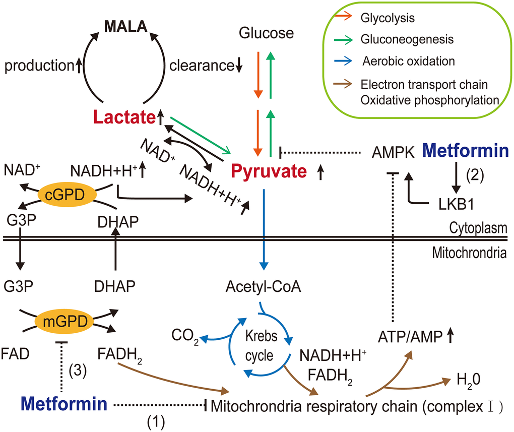 Metformin The Updated Protective Property In Kidney Disease Figure 