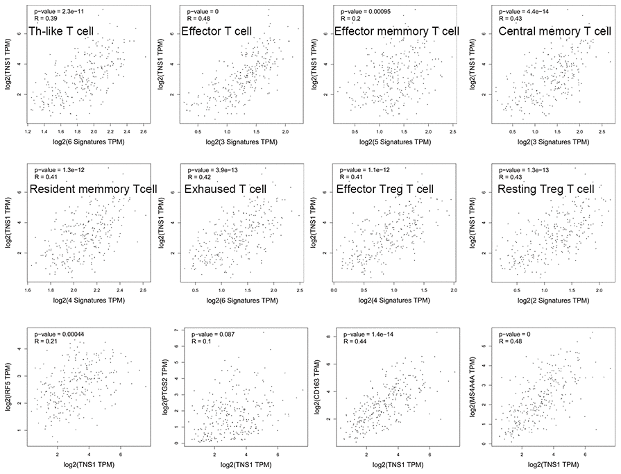 Correlation of TNS1 expression with immune infiltration level in COAD. TNS1 is closely related with abundance of T cells and has a stronger relationship with macrophage M2 cells than M1 cells.