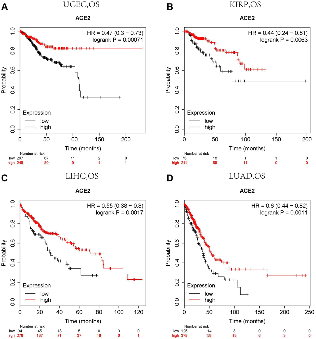 Comparison of Kaplan-Meier survival curves of ACE2 overexpression and underexpression in different cancers. (A) High ACE2 expression in the Kaplan Meier plotter database had favorable OS in UCEC (n=543), (B) KIRP (n=288), (C) LIHC (n=371) and (D) LUAD (n=513). OS, overall survival; UCEC, Uterine Corpus Endometrial Carcinoma; KIRP, Kidney Renal Papillary Cell Carcinoma; LIHC, Liver Hepatocellular Carcinoma; LUAD. Lung Adenocarcinoma.