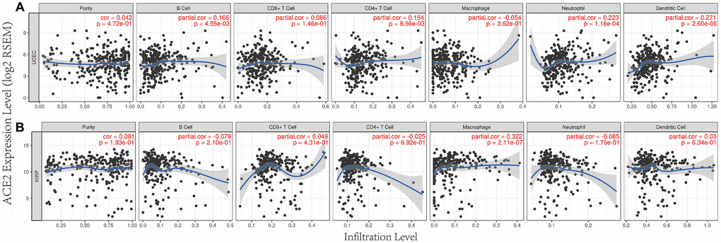Correlation between ACE2 expression and immune infiltration in UCEC and KIRP in TIMER database. ACE2 expressions were positively correlated with (A) B cel, CD4 + T cell, neutrophil and dendritic cell immune infiltration levels of uterine corpus endofamilial carcinoma (UCEC), (B) the level of immune infiltration of macrophage in kidney renal papillary cell carcinoma (KIRP).