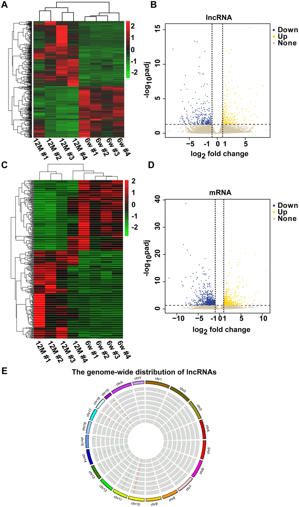 Clustering analysis of differentially expressed lncRNAs and mRNAs in a pair of six-week-old and one-year-old mice. The heat maps show the expression levels of differentially expressed lncRNAs (A) and mRNAs (C) between six-week-old and one-year-old mice. Items in red represent upregulated lncRNAs or mRNAs, and green items represent downregulated lncRNAs or mRNAs. Each row exhibited a lncRNA or mRNA, and each column exhibited a sample. The gradient color barcode at the top right indicates the log2 FPKM. Scatter plots of all expressed lncRNAs (B) and mRNAs (D) in six-week-old versus one-year-old mice. The X-axis presents the log2 fold change of lncRNA or mRNA expression. Yellow indicates upregulated lncRNAs or mRNAs, blue indicates downregulated lncRNAs or mRNAs, and gray indicates nonregulated lncRNAs or mRNAs. The vertical dotted lines indicate |log2 fold change| = 1. (E) Circular representation of the genome-wide distribution of the expression of detected lncRNAs by RNA sequencing. Each single circle represents a sample.