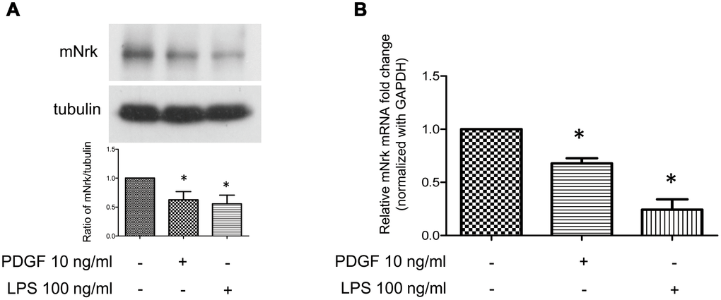 Expression of Nrk was suppressed by PDGF and LPS in mVSMCs. mVSMCs were serum starved (0.5% FBS in DMEM) for 24 h, followed by stimulation with PDGF (10 ng/ml) or LPS (100 ng/ml) for an additional 24 h. Expression of mNrk was determined by (A) western blotting (n=6) and (B) qPCR analysis (n=4). Gene expression of qPCR analysis results were normalized to both control cells as well as to GAPDH. Tubulin was used as a loading control for western blotting analysis. Scale bars: means ± SD. *, p 