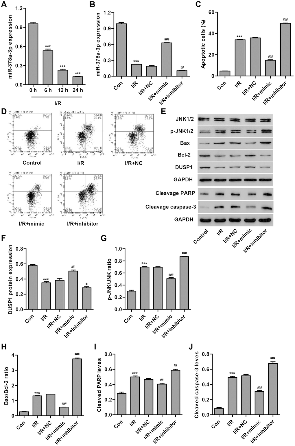 miR-378a-3p is upregulated in I/R-induced H9C2 cardiomyocytes and inhibits cell apoptosis. (A) miR-378a-3p expression was measured by Real-time PCR in H9C2 cardiomyocytes following 3 h ischemia and 6, 12 or 24 h reperfusion. H9C2 cardiomyocytes following 3 h ischemia and 24 h reperfusion were transfected with a miR-378a-3p mimic, inhibitor or negative control (NC) and those without I/R injury were used as a control. (B) miR-378a-3p expression, (C, D) cell apoptosis, and (E–J) protein expression of DUSP1, p-JNK1/2, JNK1/2, cleaved PARP and caspase-3, Bax, and Bcl-2 were measured. ***P #P ##P ###P