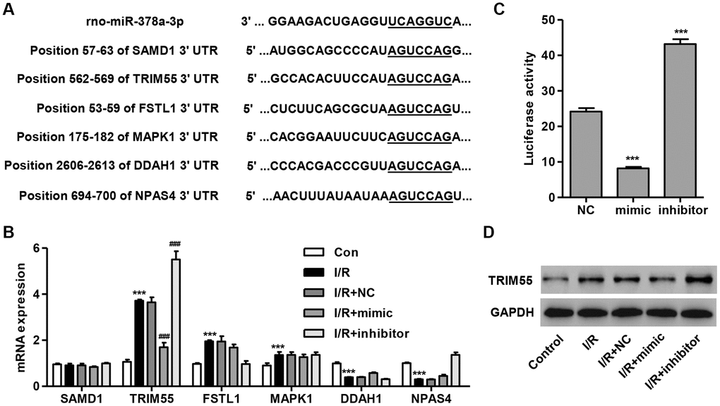 TRIM55 is a target of miR-378a-3p. (A) Complementary miR-378a-3p binding sequences in the 3′ UTR of SAMD1, TRIM55, FSTL1, MAPK1, DDAH1, and NPAS4. (B) SAMD1, TRIM55, FSTL1, MAPK1, DDAH1, and NPAS4 mRNA expression in H9C2 cardiomyocytes following I/R injury transfected with a miR-378a-3p mimic, inhibitor, or negative control (NC) was measured. (C) The dual-luciferase reporter assay was performed to confirm that TRIM55 is a target of miR-378a-3p. (D) H9C2 cardiomyocytes following 3 h ischemia and 24 h reperfusion were transfected with a miR-378a-3p mimic, inhibitor or NC and those without I/R injury were used as a control. Then, the protein expression of TRIM55 was measured. ***P ###P 
