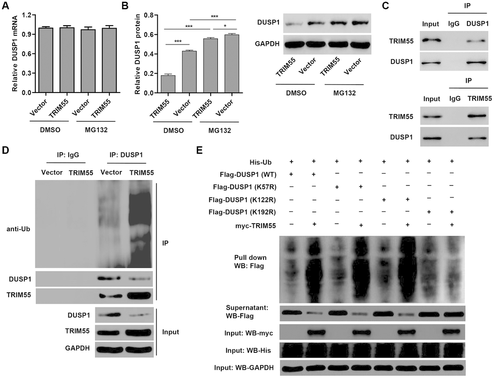 TRIM55 interacts with and induces ubiquitination of DUSP1. (A, B) H9C2 cardiomyocytes were transduced with a TRIM55 expression vector or blank vector in the absence or presence of MG132 and then the expression of DUSP1 was measured. (C) H9C2 cardiomyocytes lysates were subjected to immunoprecipitation with control IgG, anti-DUSP1 or anti-TRIM55 antibody. The immunoprecipitates were then blotted with the indicated antibodies. (D) H9C2 cardiomyocytes transduced with a TRIM55 expression vector or blank vector were immunoprecipitated with anti-DUSP1, followed by immunoblotting with indicated antibodies. (E) H9C2 cardiomyocytes were co-transfected with a DUSP1 (WT) or mutant DUSP1 constructs along with the myc-TRIM55 and His-Ubiquitin constructs and then a pull-down assay was carried out. *P P 
