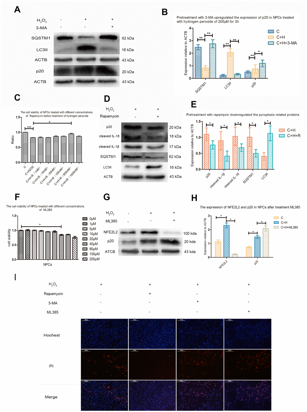 Autophagy and NFE2L2 both inhibited CASP1 cleavage. (A) The western blot detecting the expression of SQSTM1, MAP1LC3B and p20 in the nucleus pulposus cells with or without pretreatment with 3-MA before treatment with hydrogen peroxide. (B) The comparison of the data measured in the Figure A. (C) The CCK-8 test revealing the viability of the cells pretreated with different concentration of rapamycin before treatment with hydrogen peroxide (200μM, 3h). (D) The western blot detecting the expression of SQSTM1, MAP1LC3B and p20 in the nucleus pulposus cells with or without pretreatment with rapamycin before treatment with hydrogen peroxide. (E) The comparison of the data measured in the Figure D. (F) The CCK-8 test detecting the effect of ML385 of different concentrations on viability of nucleus pulposus cells. (G) The western blot detecting the expression of NFE2L2 and p20 in the NPCs with or without pretreatment with ML385 before treatment with hydrogen peroxide. (H) The comparison of the data measured in the Figure G. (I) The hochest33342/PI double staining showed the PI positive cells were decreased when nucleus pulposus cells were pretreated with rapamycin and increased when those were pretreated with 3-MA or ML385. (magnification: ×10, scale bar = 200μm) The data were represented as mean ± SEM. *P 