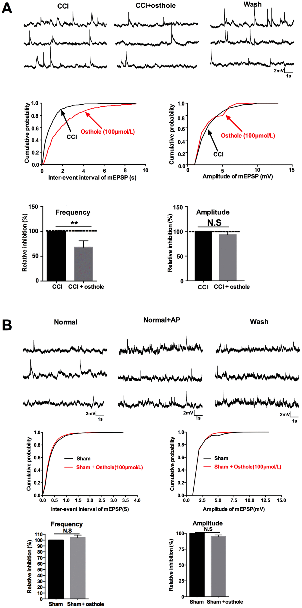 Osthole induced synaptic inhibitory effects. (A) mEPSPs frequency was depressed by 100 μmol/L osthole, but mEPSPs amplitude did not show significant changes. (B) Osthole did not alter mEPSPs frequency and amplitude of normal mice. pCLAMP 10 software (Axon Instruments) were used to acquire and analyze the potential data. **p