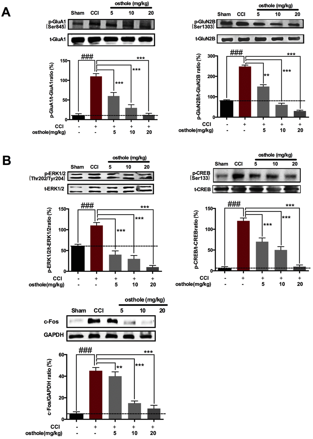 The effect of osthole on Postsynaptic receptor pain-related signal molecules in neurons of CCI mice. (A) pGluA1 (ser845) and pGluN2B (S1303) were decreased after osthole treatment compared to CCI mice. (B) Osthole dose-dependently inhibited expression of p-ERK, p-CREB and c-Fos protein compared to CCI group. ###ppp