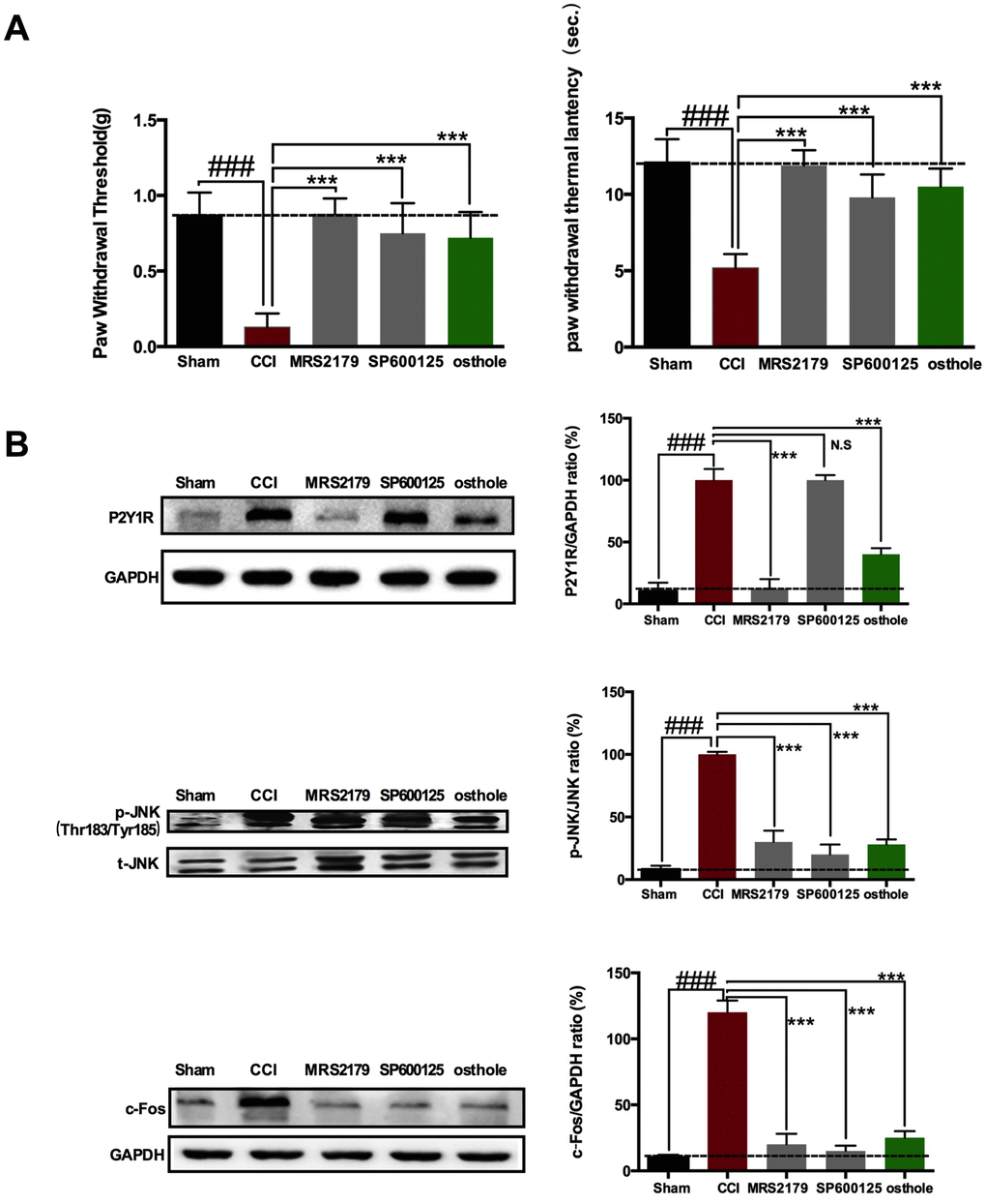 P2Y1 receptor-dependent JNK signaling pathway in spinal astrocyte was involved in pain relief after osthole treatment. (A) Single injection MRS2179, SP600125 and osthole all seriously changed the CCI-induced mechanical allodynia and heat hyperalgesia. (B) The effect of MRS2179, SP600125 and osthole on P2Y1R, p-JNK and c-Fos expression compared to CCI group. ###pp