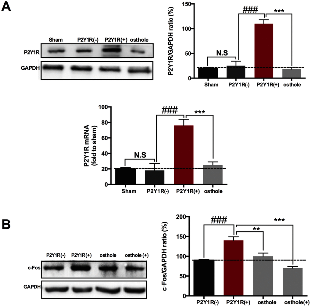 Osthole exerts analgesic effect by directly acting on P2Y1 receptor of astrocyte. (A) P2Y1R expression in transfected cells markedly increase compared to normal astrocyte. (B) Astrocyte-conditioned medium induced the change trend of c-Fos consistent with that of P2Y1R. ###pp1R overexpression group, ANOVA followed by Bonferroni post-hoc test, n=6 mice/group. All data are means ± S.D.