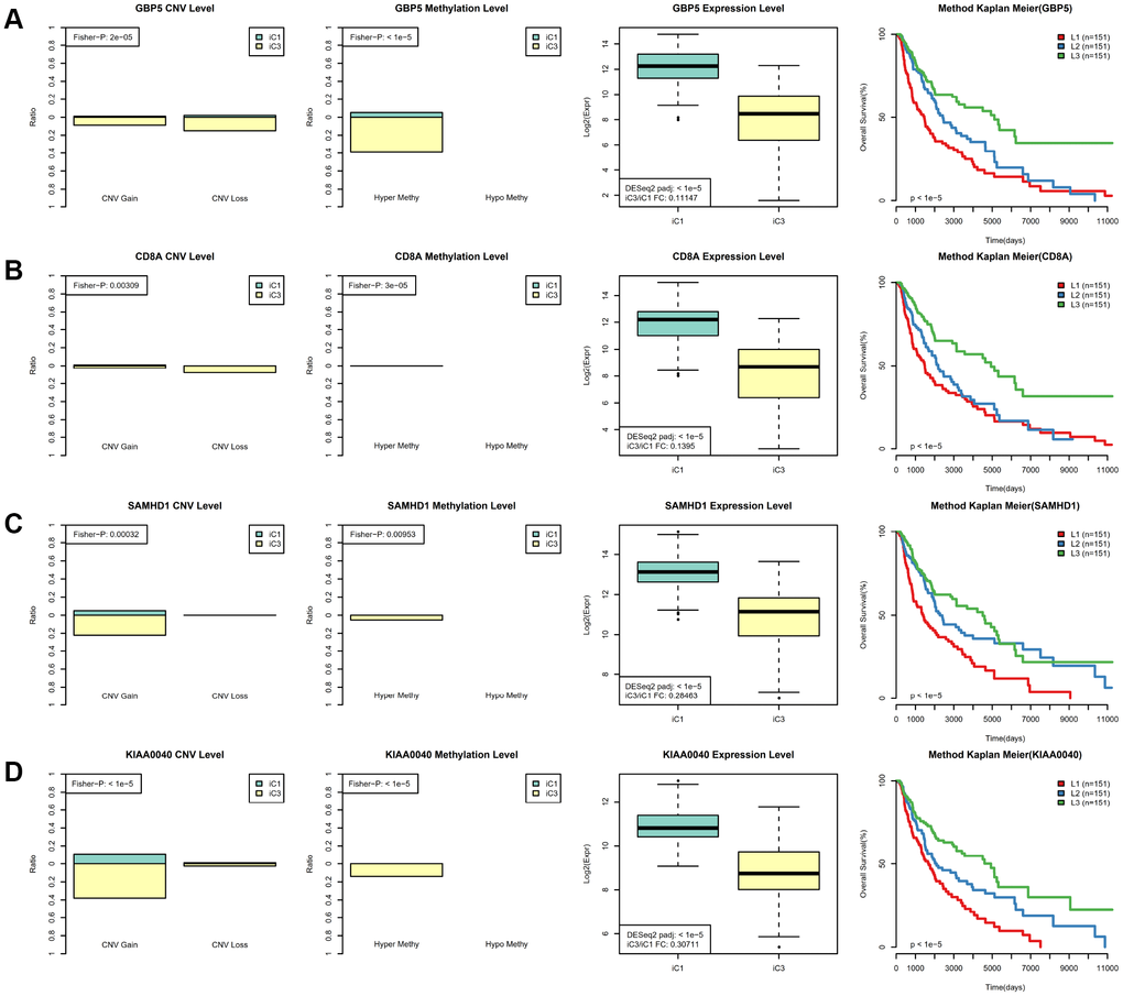 Identification of key molecular features in SKCM subtypes. (A) GBP5 MET, CNV, and expression levels in the iC1 and iC3 subtypes are shown in the left panel. Samples were divided among high (L3), medium (L2), and low (L1) groups based on GBP5 gene expression; Kaplan–Meier plot analysis for these groups is shown in the right panel. (B) CD8A MET, CNV, and expression levels in the iC1 and iC3 subtypes are shown in the left panel; Kaplan–Meier plot analysis for L1, L2, and L3 CD8A groups is shown in the right panel. (C) SAMHD1 MET, CNV, and expression levels in the iC3 and iC4 subtypes are shown in the left panel; Kaplan–Meier plot analysis for L1, L2, and L3 SAMHD1 groups is shown in the right panel. (D) KIAA0040 MET, CNV, and expression levels in the iC3 and iC4 subtypes are shown in the left panel; Kaplan–Meier plot analysis for L1, L2, and L3 KIAA0040 groups is shown in the right panel.