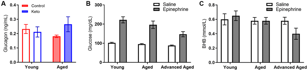 Glucagon, glucose and BHB response to epinephrine change as a function of advancing age. (A) Glucagon levels were not influenced by KD implementation. In rats of this strain there is not an age-related impairment in the glucose response to epinephrine at 24 months, but there is as 33 months in both (B) glucose and (C) BHB following epinephrine injections. Data are represented as group mean ± 1 SEM, * = p 