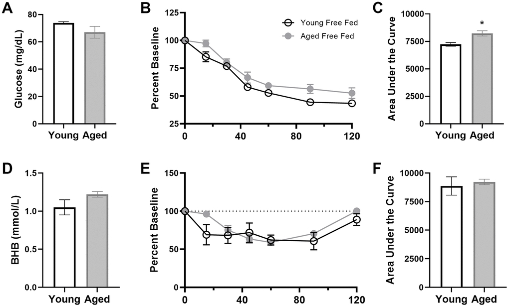 Insulin tolerance is impaired in aged ad libitum-fed rats. Glucose response (A) was not different at baseline (time 0) across age groups, but both the response to insulin expressed as (B) percent of baseline over time and (C) the area under the curve (AUC) was significantly elevated in aged rats relative to young. However, there were no age differences in β-hydroxybutyrate (BHB) (D) at baseline, (E) over time following insulin injection or (F) in total AUC in ad libitum-fed rats. Data are represented as group mean {plus minus}1 SEM. * = p 