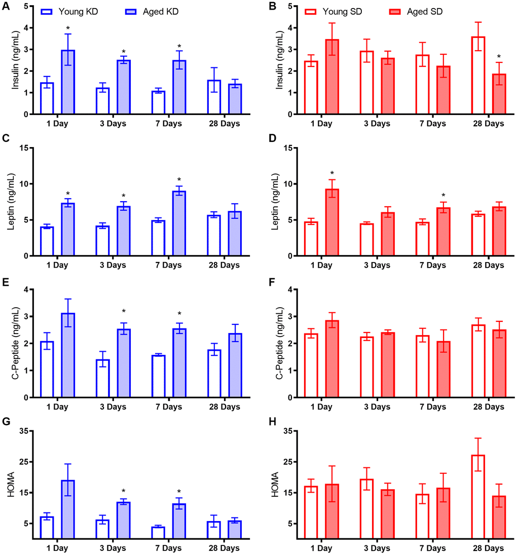 Metabolic biomarker levels while keto-adapting. (A) Young rats fed a KD demonstrated immediate decreases in insulin levels. Aged rats did not demonstrate similar declines until after the first week of adaptation. (B) Neither young nor aged rats fed the SD, even in conjunction with TRF, demonstrated changes in insulin levels until the end of the 4th week, at which point aged rats demonstrated decreased insulin levels. While aged rats on both (C) the KD and (D) the SD had significantly higher leptin levels than young rats on the same diet, only aged KD-fed rats demonstrated significant decrease over time. (E) C-Peptide levels were significantly lower in young rats relative to aged when fed a KD (F) but not an SD, though neither group demonstrated significant differences over time. (G) HOMA values were significantly higher in aged KD-fed rats relative to young at the start of the diet, but this difference was ameliorated by day 28. (H) However, aged rats fed an SD did not see improvements in HOMA over time. Data are represented as group mean ± 1 SEM. * = p 