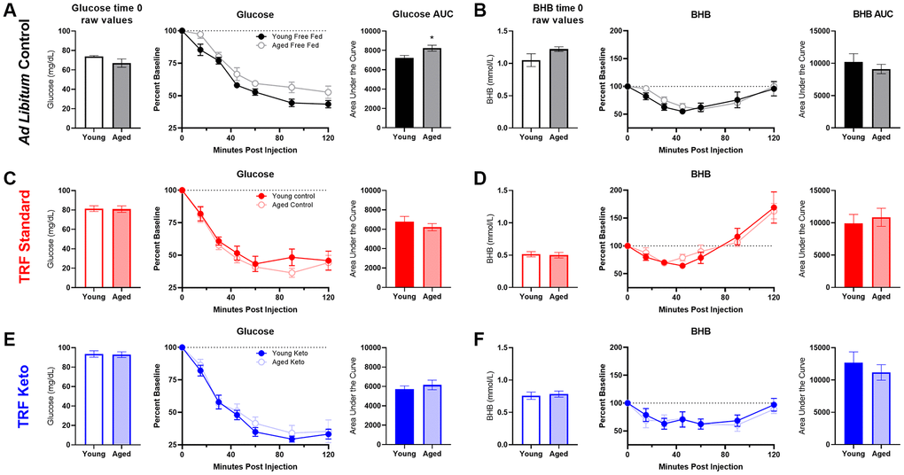 Insulin tolerance test (ITT) following 8 weeks of dietary implementation. (A) Replicating figure 4, at the 8 week time point there was a significant increase in the area under the curve for glucose in aged rats relative to young while fed ad libitum chow. (B) No differences in BHB were observed. (C, D) Neither glucose nor BHB values significantly differed across young and aged rats on the SD (E, F) nor the KD in response to a bolus of insulin injected intraperitoneally. Data are represented as group mean {plus minus}1 SEM. * p = 