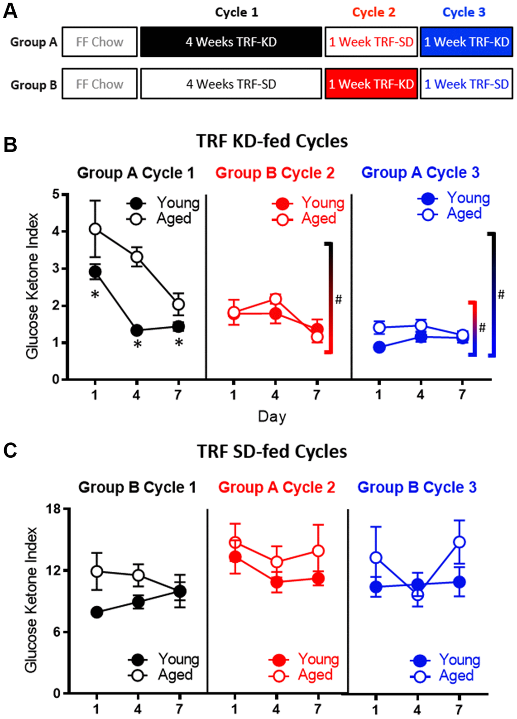 Age-related impairments in keto-adaptation are ameliorated with TRF and a previous keto-adaptation cycle. (A) Timeline of dietary interventions used for groups (A, B). Solid blocks indicate TRF-KD, empty blocks indicate TRF-SD. (B) GKI during 1 week of keto-adaptation is significantly lower in TRF-KD-fed rats that transitioned from TRF (red) relative to ad libitum-fed animals (black). However, rats that transitioned from TRF-SD to TRF-KD with a previous cycle of TRF-KD (blue) showed the lowest GKI. (C) Consumption of the TRF-SD was associated with high baseline GKI levels immediately after the cessation of carbohydrate restriction. Data are represented as group mean ± 1 SEM, * indicates p 