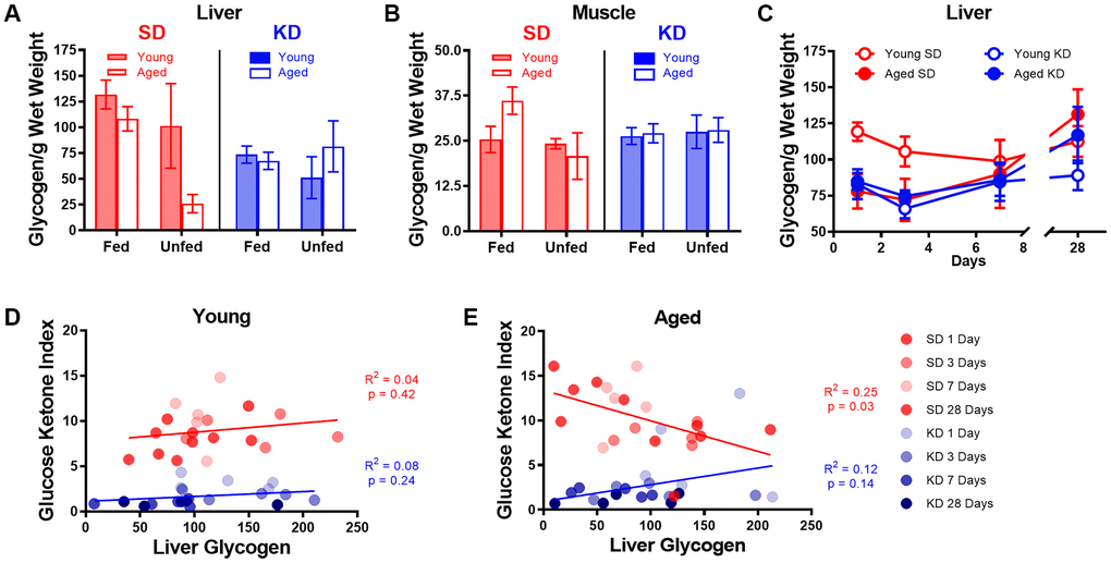 Keto-adaptation does not rely on glycogen depletion. (A) Glycogen levels in the liver while fasted or fed in young and aged rats on the SD or KD. SD-fed aged rats were not able to maintain liver glycogen when fasted, whereas KD-fed aged rats were. (B) Muscle glycogen while fasted or fed in young and aged rats on the SD or KD did not change across age, diet or feeding status groups. (C) Young SD-fed rats had significantly higher liver glycogen than all aged rats and KD-fed young rats during the first 3 days of the diet, but levels were similar in all groups on day 7 and beyond. (D) The GKI did not correlate with the amount of glycogen in the liver during keto-adaptation for young animals on the SD or KD. (E) The GKI did not correlate with the amount of glycogen in the liver during keto-adaptation for aged animals on the KD, but did significantly negatively correlate during this time period in SD-fed rats. Data are represented as group mean ± 1 SEM. In panels A-B: TRF standard diet n = 14 young, n = 15 aged; TRF ketogenic diet n = 14 young, n = 15 aged. For panels C-E: n = 20 per group for all groups.