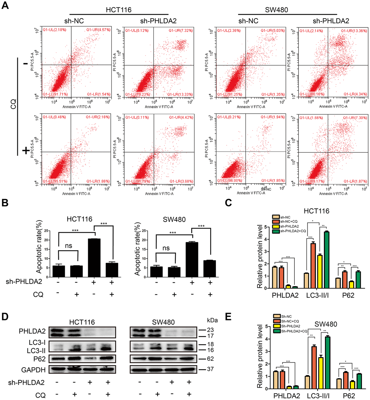 PHLDA2 regulates EMT and autophagy in colorectal cancer via the PI3K ...