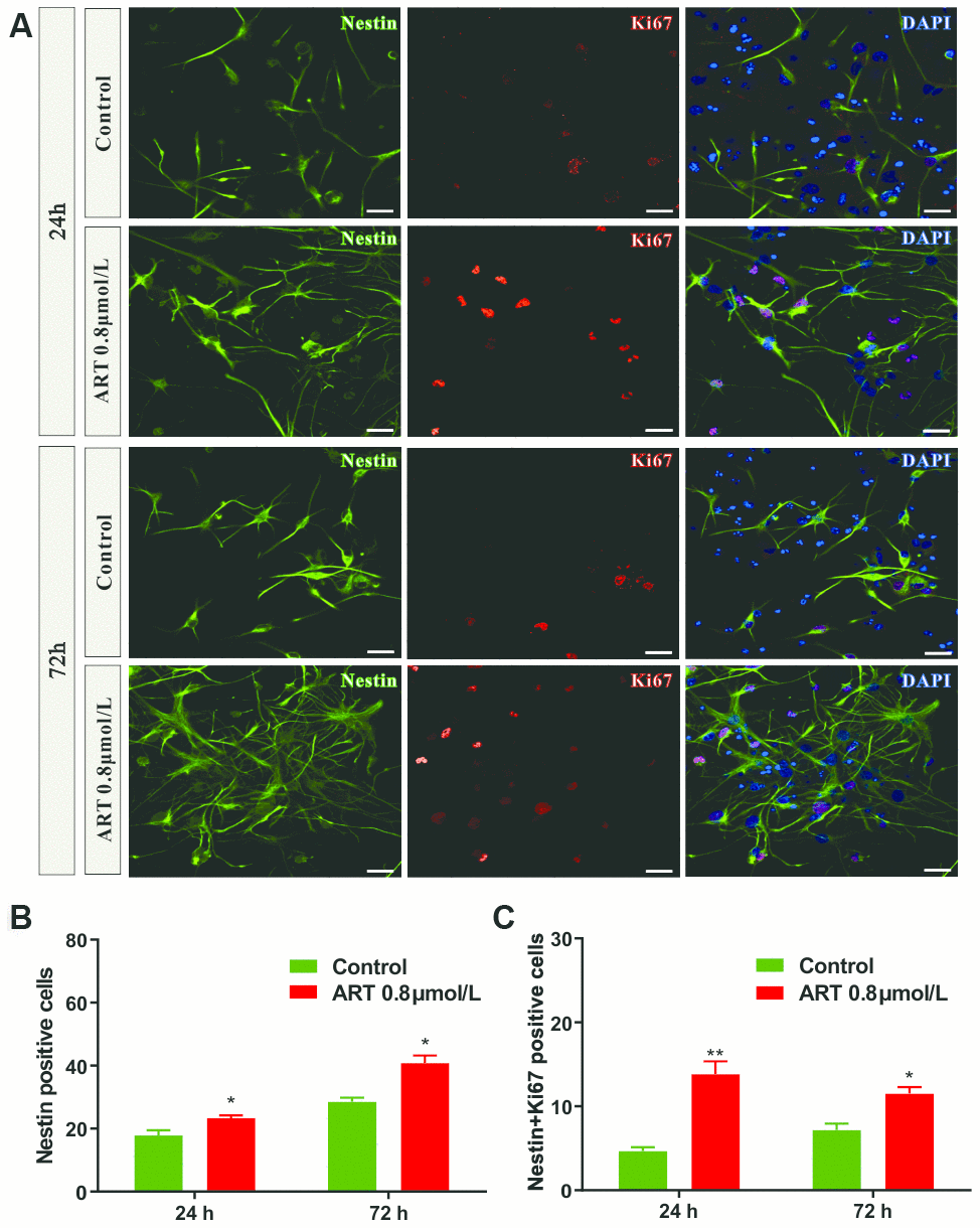 The number of Nestin positive and/or Ki67 positive cells in NSPCs were increased by 0.8 μmol/L ART. (A) Representative confocal images indicating Nestin (green) and Ki67 (red) staining in NSPCs following ART treatment (0.8μmol/L). (B) Quantification of the Nestin positive cells. (C) Quantification of the number of Nestin+Ki67 positive cells. Data are shown as the mean ± SEM. *p