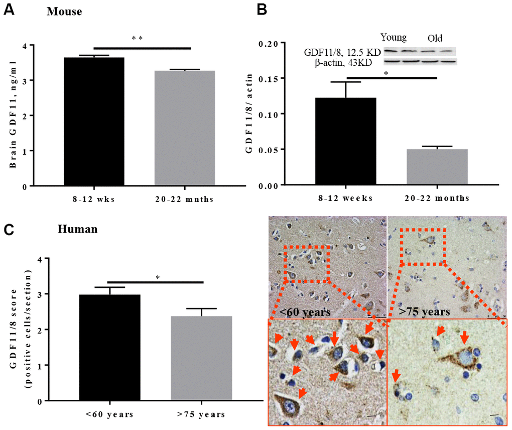 GDF11/8 levels decline with age in both mice and humans. (A) ELISA shows GDF11 levels decline with age in the brain of aged mice (20-22-month-old), (B) reduced brain GDF11/8 expression in old mice was confirmed by Western blotting, (C) brain GDF11/8 (brown) positive cells decline with age in older humans. Hematoxylin (blue) counterstain. Mouse studies, n=5, human. Magnification 20X, n=8-9, *p