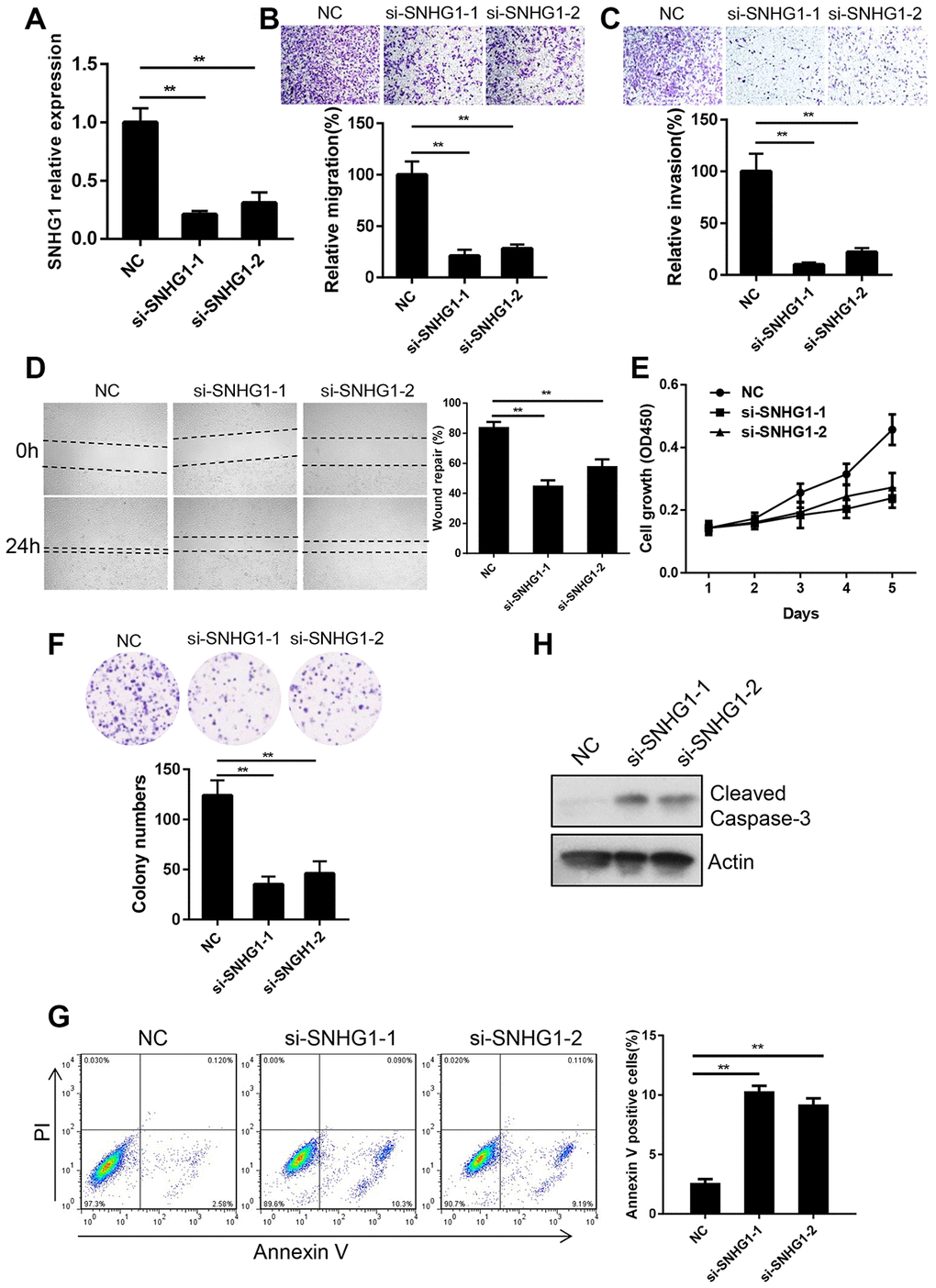 SNHG1 promotes breast cancer cell migration, invasion and proliferation in vitro. (A) Q-RT-PCR analysis of SNHG1 mRNA levels in MDA-MB-231 cells transfected with NC, si-SNHG1-1 and si-SNHG1-2 siRNAs. **pB, C) Migration (B) and invasion (C) of MDA-MB-231 cells transfected with NC, si-SNHG1-1 and si-SNHG1-2 siRNAs were examined by transwell assay. Representative images of the cells migrated or invaded to the lower chamber side (top panel). Cell migration and invasion capacities were shown as a percentage of NC control (bottom panel). **pD) Representative images of wound healing assay of MDA-MB-231 cells transfected with NC, si-SNHG1-1 and si-SNHG1-2 siRNAs at indicated time (left panel). Wound repair rate was quantified in the histogram (right panel). **pE, F) Proliferation of MDA-MB-231 cells transfected with NC, si-SNHG1-1 and si-SNHG1-2 siRNAs was examined by CCK-8 assay (E) and colony formation assay (F). (G) Apoptosis of MDA-MB-231 cells transfected with NC, si-SNHG1-1 and si-SNHG1-2 siRNAs was measured using flow cytometry. **pH) Western blot analysis of cleaved Caspase-3 in MDA-MB-231 cells transfected with NC, si-SNHG1-1 and si-SNHG1-2 siRNAs. Actin was used as loading control.