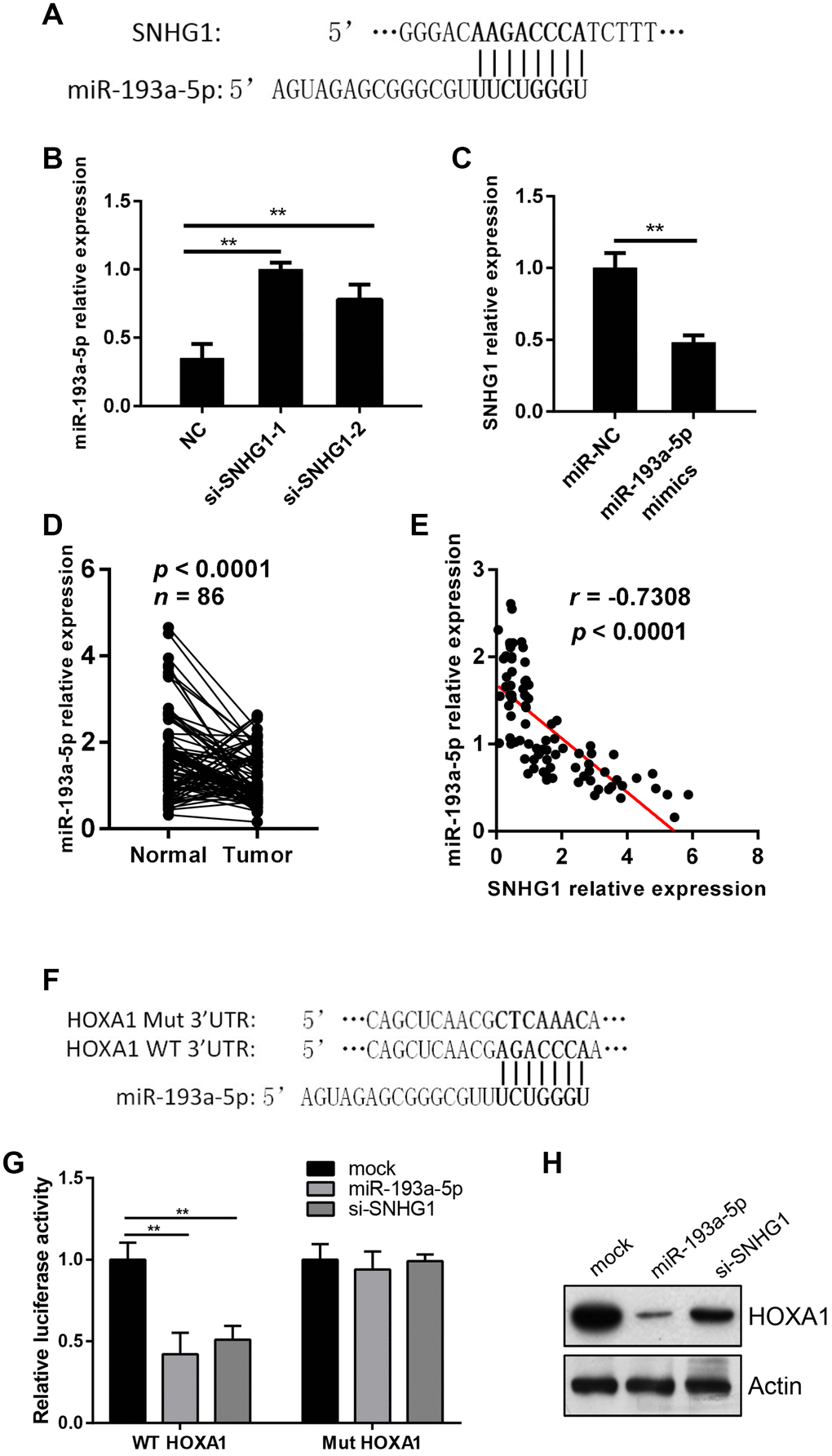 SNHG1 acts as a sponge of miR-193a-5p to activate HOXA1 expression. (A) Predicated binding sites of miR-193a-5p on SNHG1 gene. (B) Q-RT-PCR analysis of miR-193a-5p levels in MDA-MB-231 cells transfected with NC, si-SNHG1-1 and si-SNHG1-2 siRNAs. **pC) Q-RT-PCR analysis of SNHG1 levels in MDA-MB-231 cells transfected with miR-NC and miR-193a-5p mimics. **pD) Q-RT-PCR analysis of miR-193a-5p levels in collected breast cancer tissues (Tumor) and adjacent normal tissues (Normal). n=86, pE) Correlation between miR-193a-5p levels and SNHG1 levels in breast cancer tissues. r=-0.7308, pF) Wild-type (WT) and mutated (Mut) binding sites of miR-193a-5p on HOXA1 3’UTR region. (G) Effects of miR-193a-5p and si-SNHG1 on wild-type and mutant HOXA1 3’UTR reporter gene vectors in MDA-MB-231 cells. **pH) Western blot assay of HOXA1 in MDA-MB-231 cells transfected with miR-193a-5p mimcs or si-SNHG1. Actin was used as loading control.