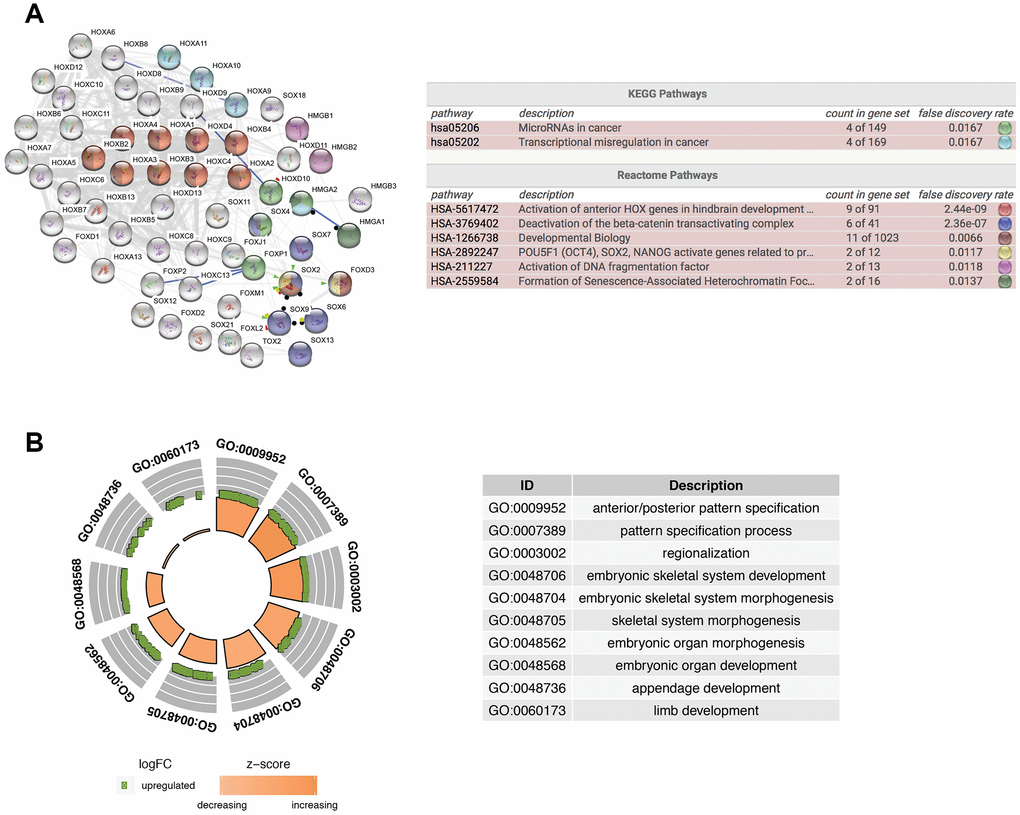 Functional enrichment analysis of differentially expressed HMG-box related genes. (A) Integrative analysis of PPI network and pathway enrichment analysis (KEGG and Reactome). (B) The top ten of GO enrichment analysis.