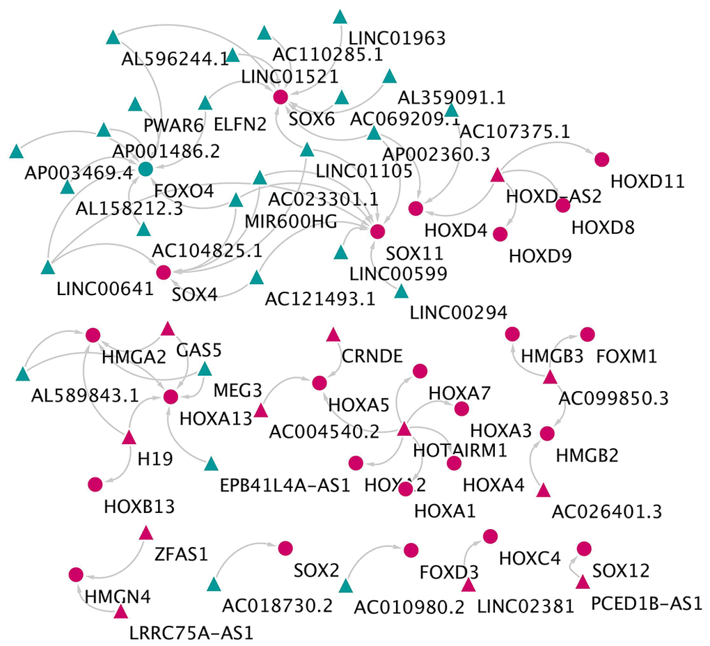 The network of lncRNA and HMG-box related genes co-expression. The triangles indicate lncRNAs, and circles mean mRNAs. The color green means down-regulated genes, and red means up-regulated genes.