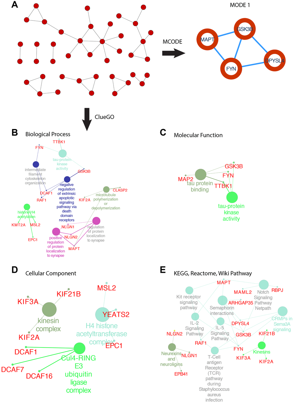 PPI network of SOX6 positive correlation genes and functional analysis of hub genes. (A) PPI network of SOX6 positive correlation genes and hub genes were found by MCODE in Cytoscape. (B) GO enrichment of co-expressed genes in biological process, (C) molecular function, (D) cellular component. (E) KEGG, Reactome, Wiki pathway enrichment analyses by ClueGO in Cytoscape.