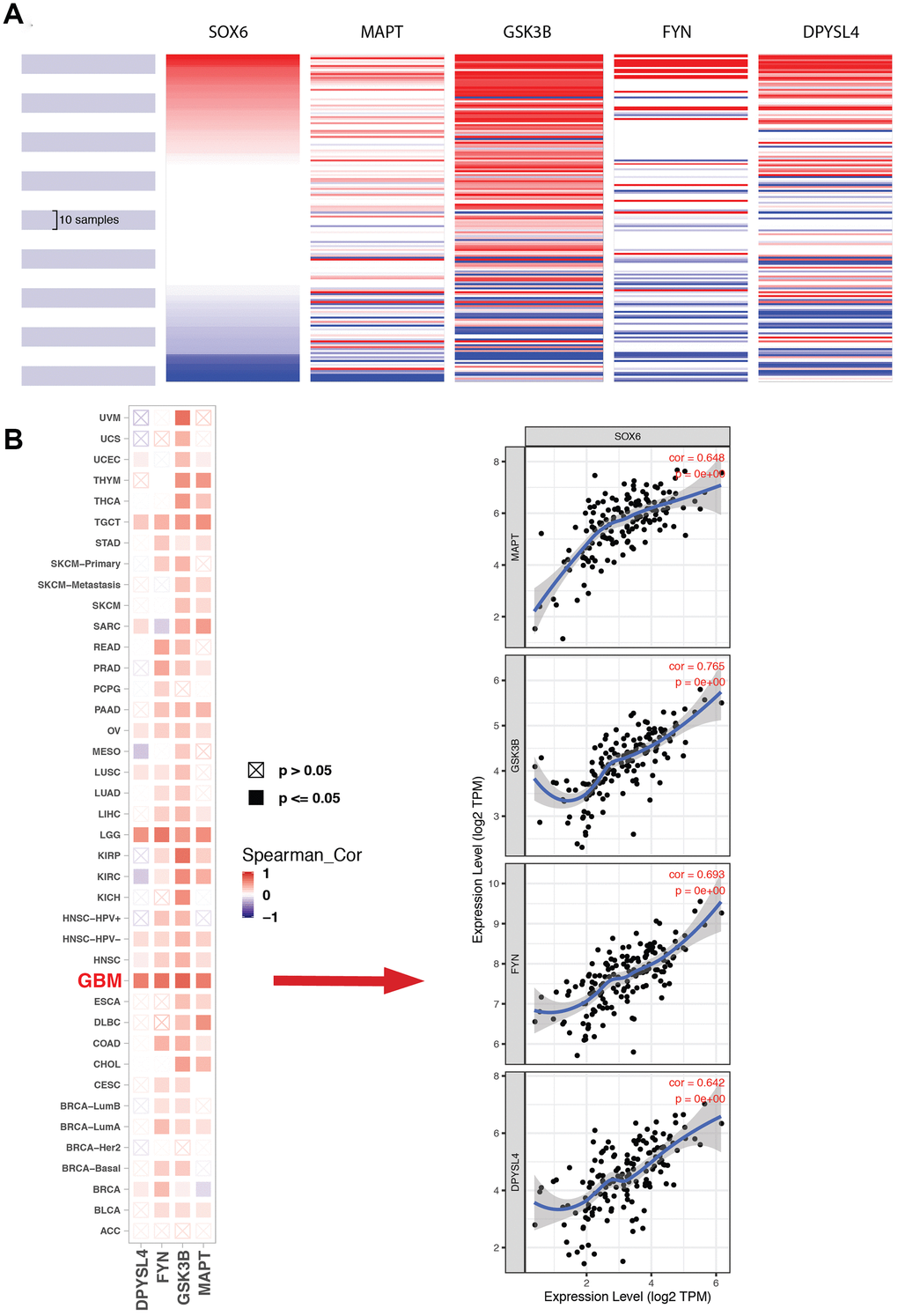 Expression of SOX6 and hub genes. (A) The hierarchical clustering of hub genes was generated by the UCSC online database. (B) The correlation between SOX6 and DPYSL4 (or FYN, or GSK3B, or MAPT) in different tumors, the correlation of co-expression in GBM was shown on the right by TIMER online browser.