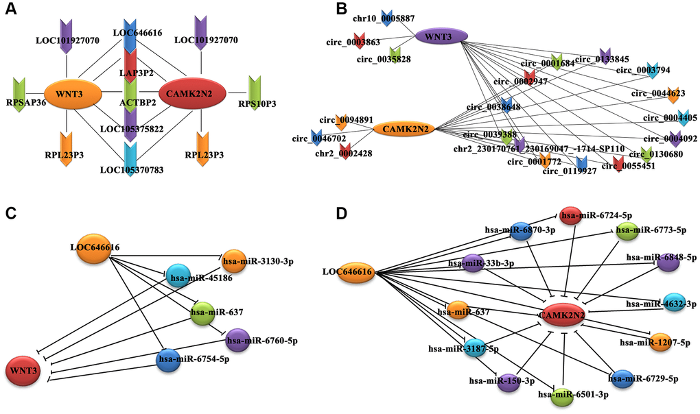 Co-expression subnetwork of DE lncRNAs associated with WNT3 and CAMK2N2. (A) Co-expression network analysis indicating positive correlation between 7 DE lncRNAs and both WNT3 and CAMK2N2. (B) A positive correlation with both WNT3 and CAMK2N2 was detected for 14 circRNAs. We used the circBase database for gene annotation; only one gene was not annotated in circBase. (C, D) A miRNA-based sponge regulatory subnetwork depicting LOC646616/miRNA/WNT3 and LOC646616/miRNA/CAMK2N2 interactive modules.