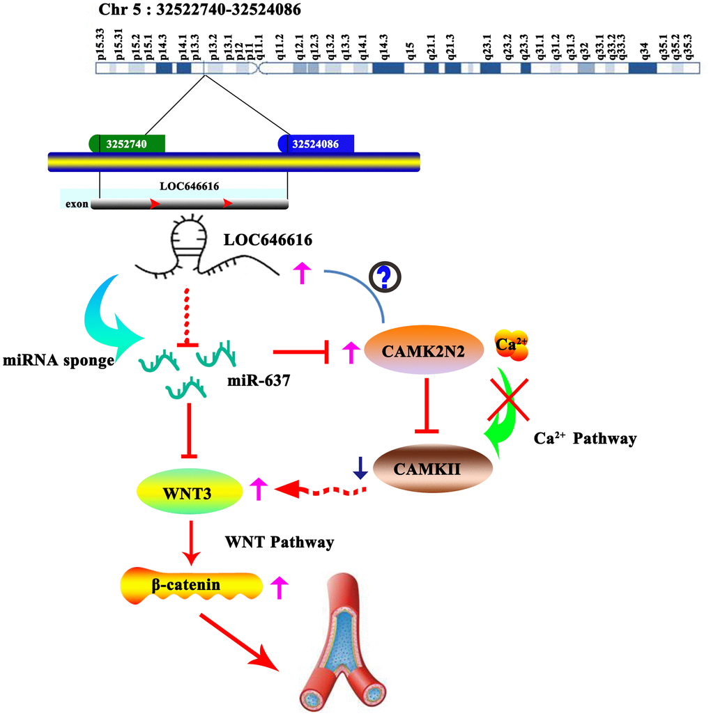 Schematic representation of the LOC646616/miR-637/WNT3 ceRNA network in EH. LOC646616 indirectly promotes WNT3 mRNA translation by sponging miR-637, leading to WNT3/β-catenin pathway activation.