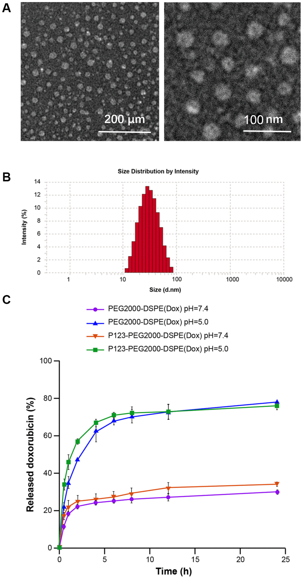 Characterization of P123-PEG2000-DSPE (Dox). (A) The morphological characteristics of P123-PEG2000-DSPE (Dox) observed by transmission electron microscope. (B) Size distributions of P123-PEG2000-DSPE (Dox) determined by dynamic light scattering. (C) Cumulative drug release profiling of PEG2000-DSPE (Dox) and P123-PEG2000-DSPE (Dox) in phosphate-buffer saline (PBS, pH 7.4 and pH 5.0).
