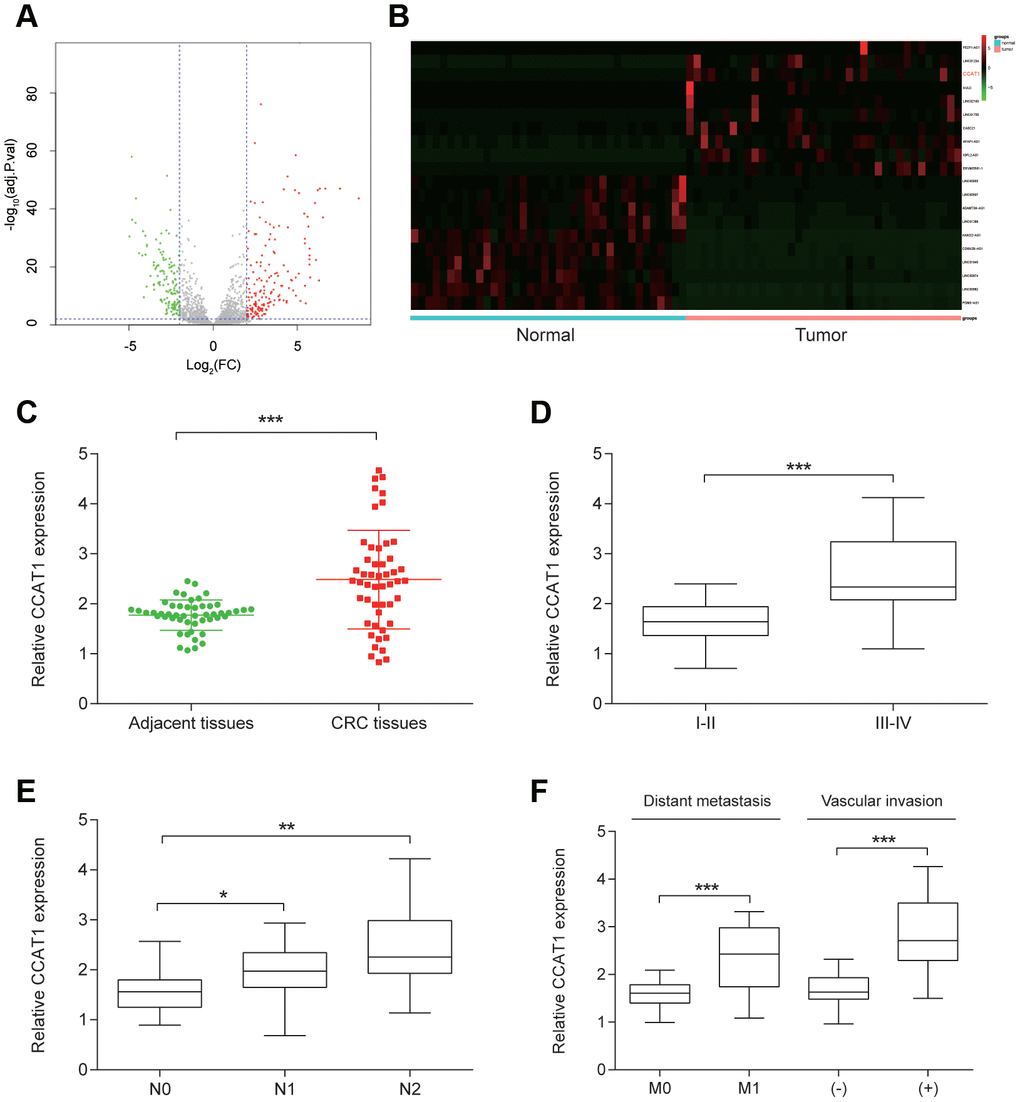 CCAT1 was overexpressed in CRC tissues. (A) The volcano plot showed the relationship between fold change and significance of lncRNA expression. (B) The heat map of 10 high-expressed lncRNAs and 10 low-expressed ones in CRC tissues. (C) The expression level of CCCAT1 in 50 CRC tissues was significantly higher, compared with 50 matched adjacent tissues. (D–F) CCAT1 expression was significantly higher in 14 patients with advanced stage (III-IV), 29 patients with lymph node metastasis, 24 patients with vascular invasion and 12 patients with distant metastasis. All assays were performed three times. *P**P***P 