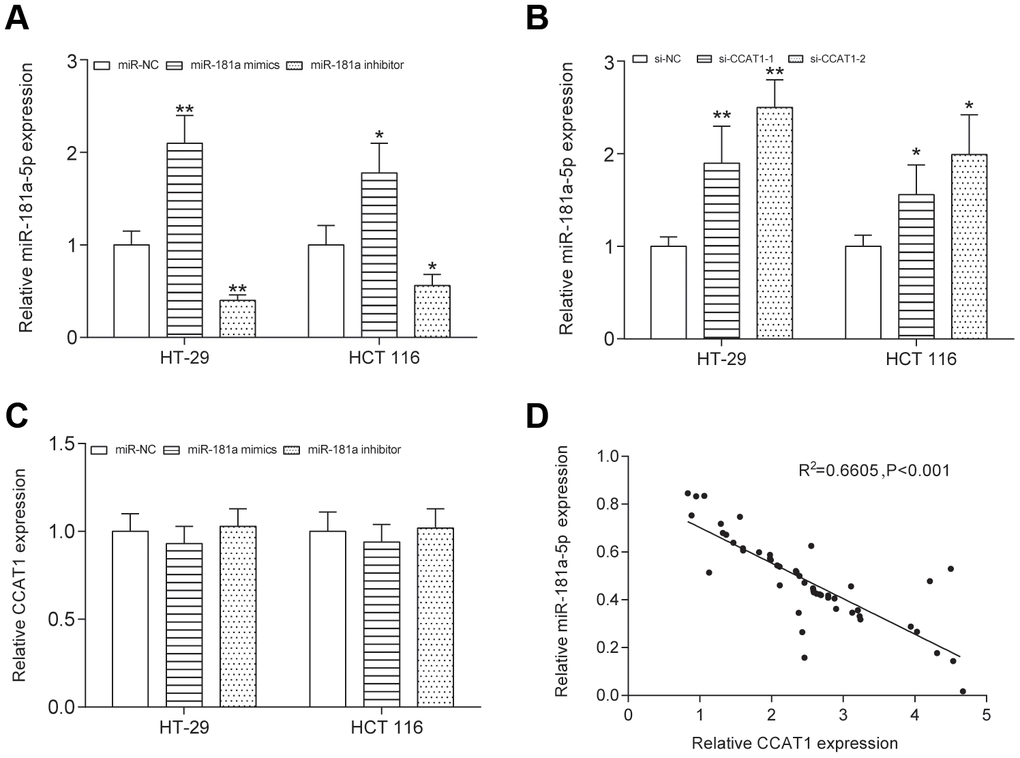 CCAT1 and miR-181a-5p was negative correlative. (A) The expression level of miR-181a-5p was upregulated by transfecting the miR-181a-5p mimics and was downregulated by transfecting the miR-181a-5p inhibitor into both HT-29 and HCT 116 cells. (B) After transfection of si-CCAT1-2 and si-CCAT1-1 in HT-29 and HCT 116 cells, the expression of miR-181a-5p was significantly upregulated. (C) Transfection of miR-181a-5p mimics or inhibitor could not reversely affect the expression of CCAT1. (D) The correlation between CCAT1 and miR-181a-5p expression level was measured in 50 CRC tissues. All assays were performed three times. **P