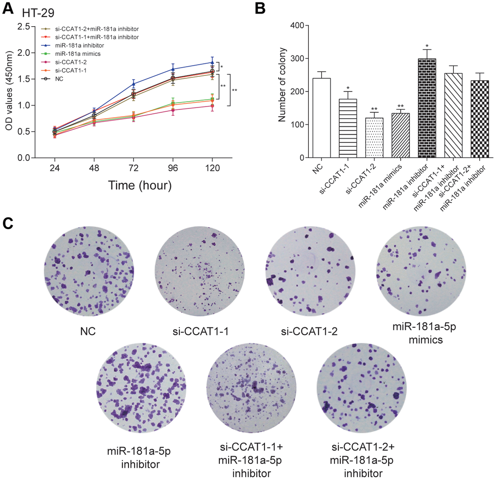 LncRNA CCAT1 promoted proliferation of HT-29 cells by targeting miR-181a-5p. (A) MTT assay demonstrated that depletion of CCAT1 inhibited cell proliferation. (B, C) The effect of si-CCAT1-1, si-CCAT1-2, miR-181a-5p mimics or miR-181a-5p inhibitor on CRC cell colony formation. *P**P