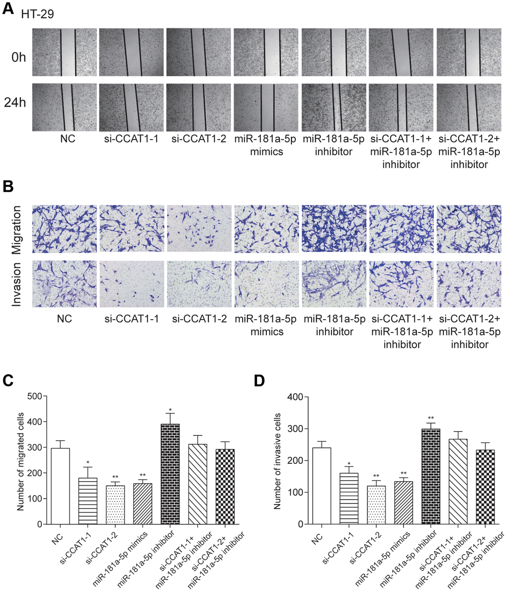 LncRNA CCAT1 increased migration and invasion capabilities of CRC cells by targeting miR-181a-5p. (A) Scratch-wound healing assay was used to assess the migration potency of HT-29 cells after being transfected. (B–D) Relative migration and invasion cell numbers of HT-29 cells transfected with si-CCAT1-1, si-CCAT1-2 or miR-181a-5p mimics detected by transwell assay significantly decreased. *P**P